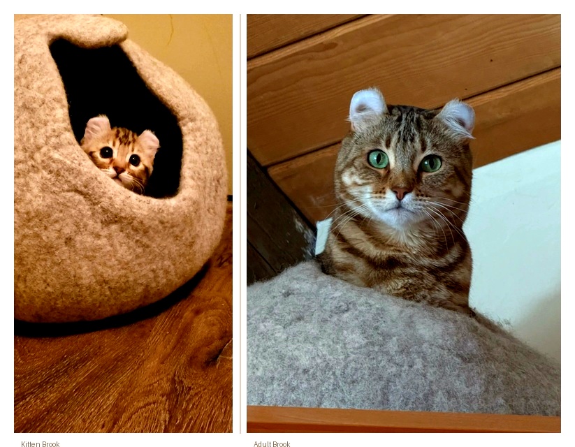 MEOWFIA Premium Felt Cat Cave