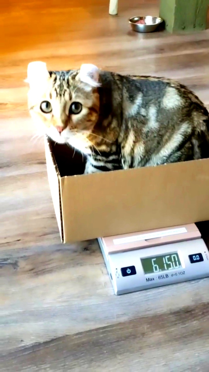 Digital Pet Scale with Stainless Steel Platform